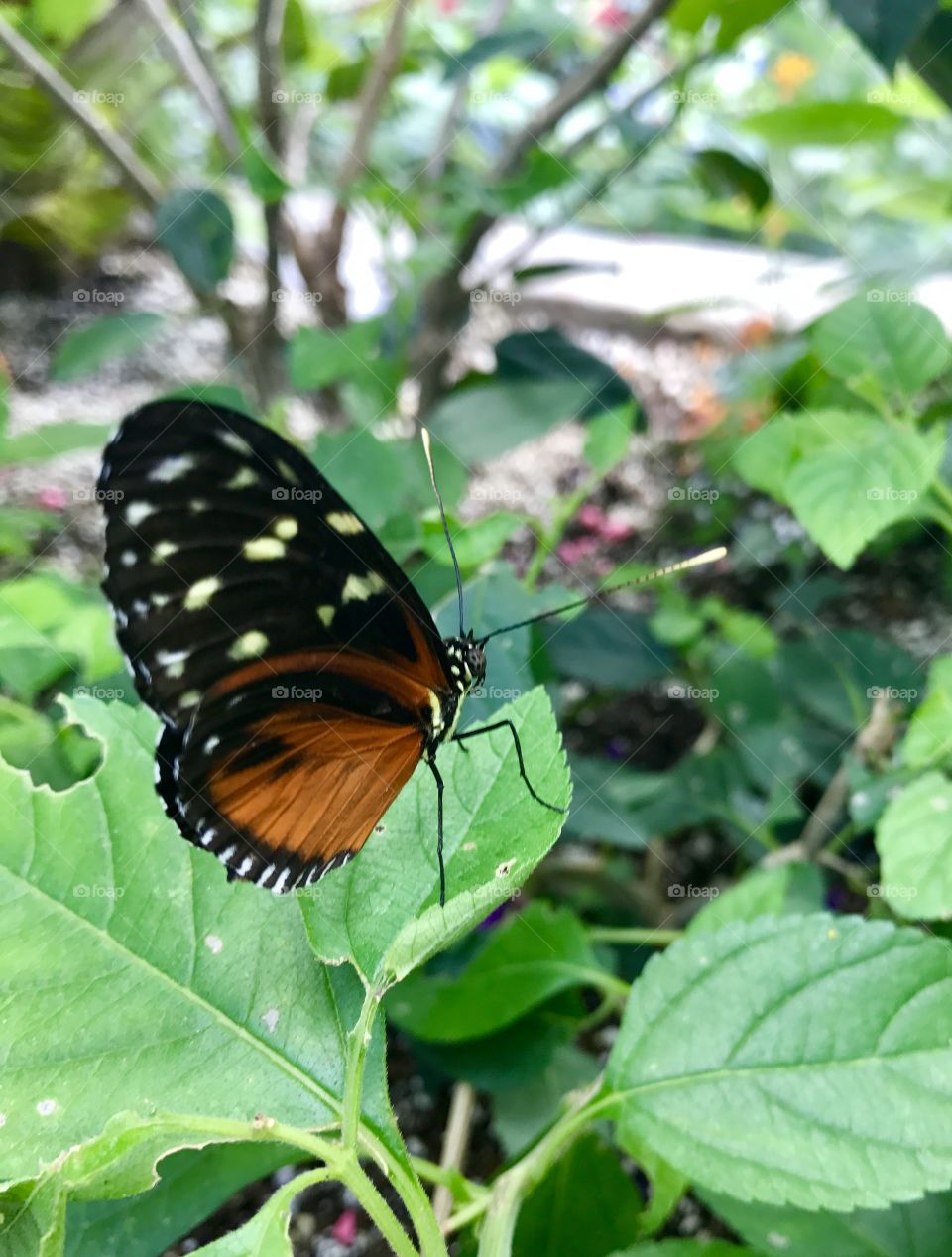 Butterfly on Leaf