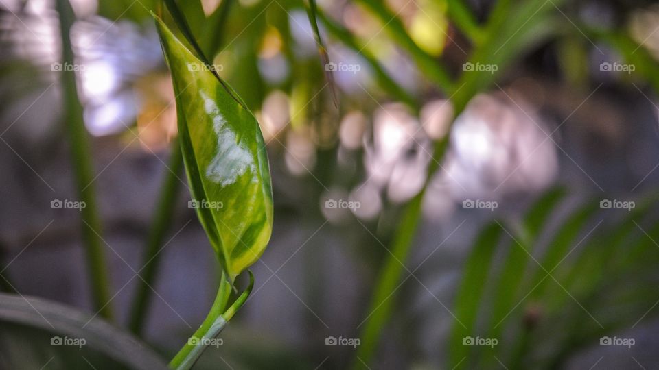 green colour story 