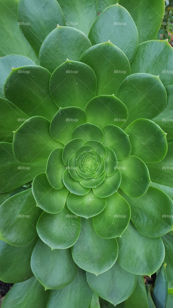 Close-up of a succulent plant