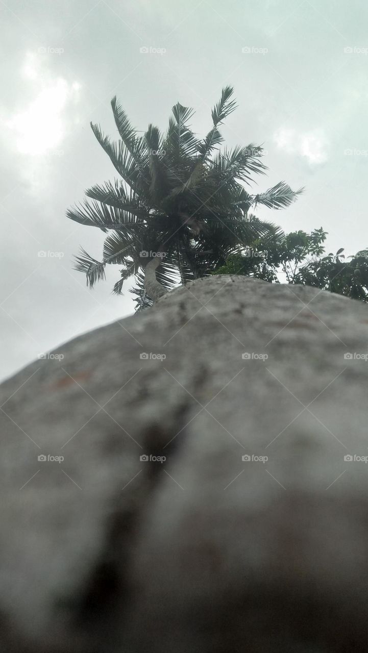 coconut tree