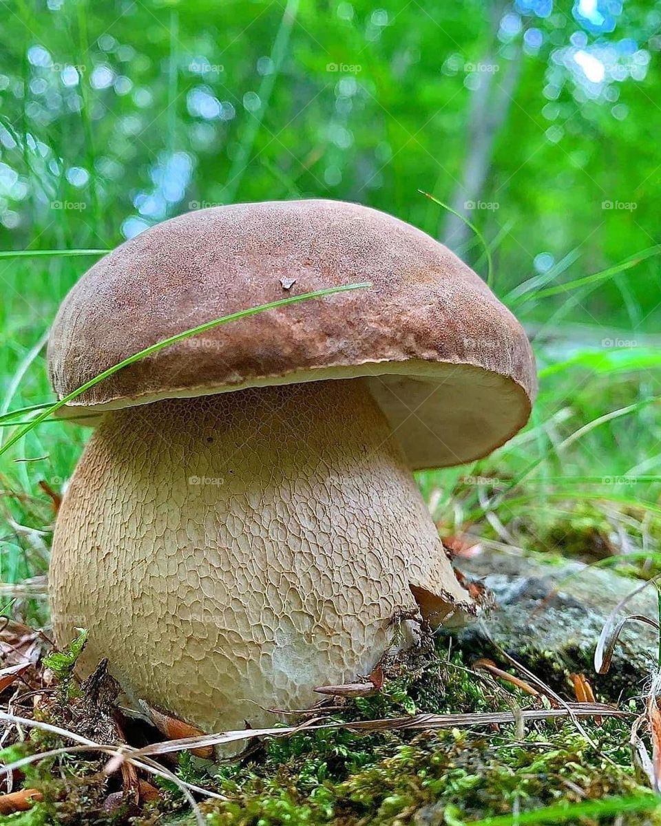 mushroom