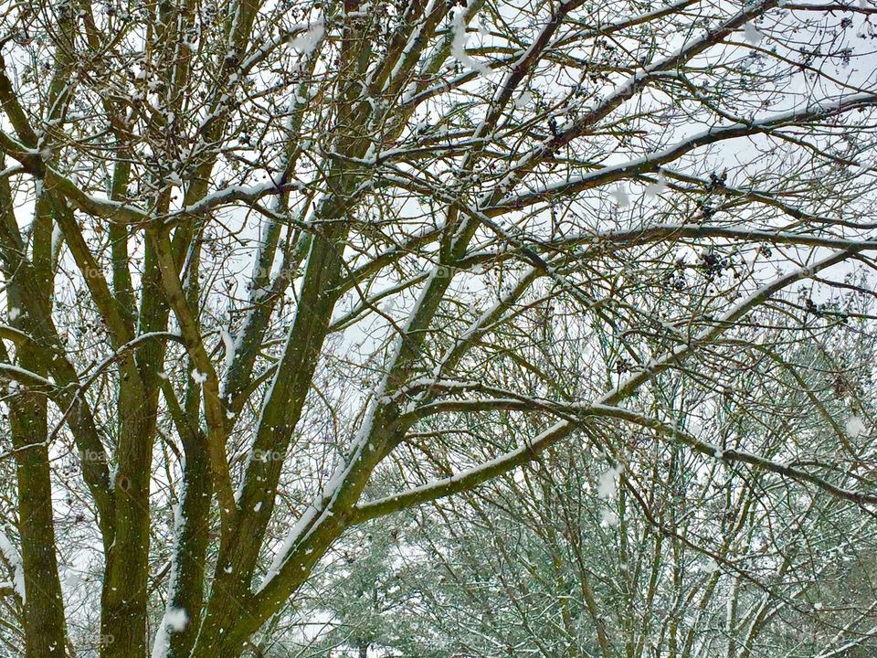 Landscape of trees in winter ! 