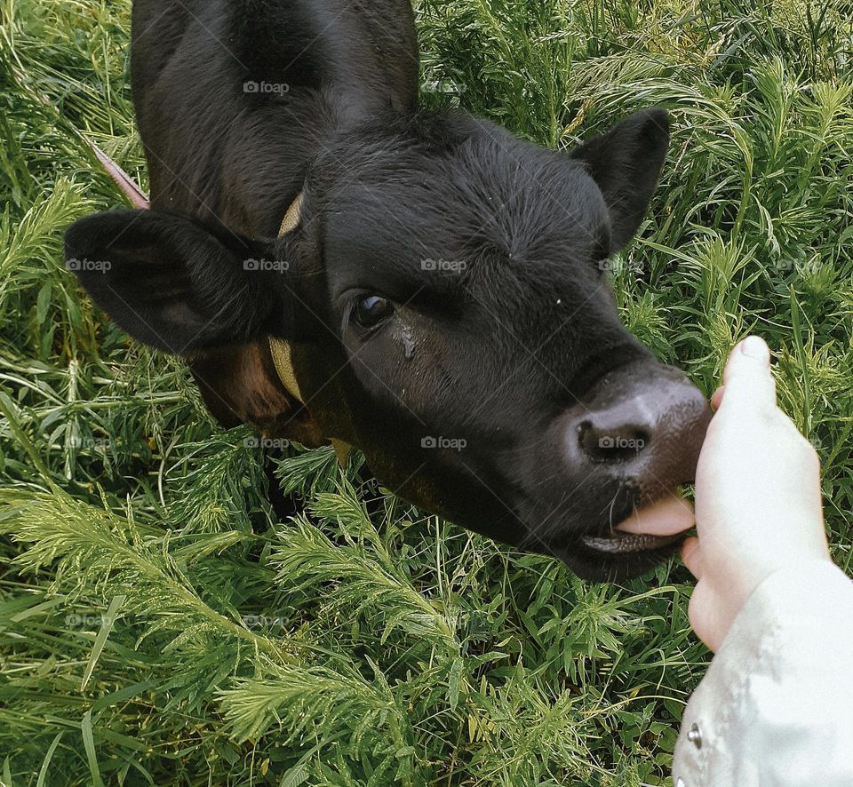 a black calf sticks out its tongue to a girl's hand in a village in the middle of a rural field