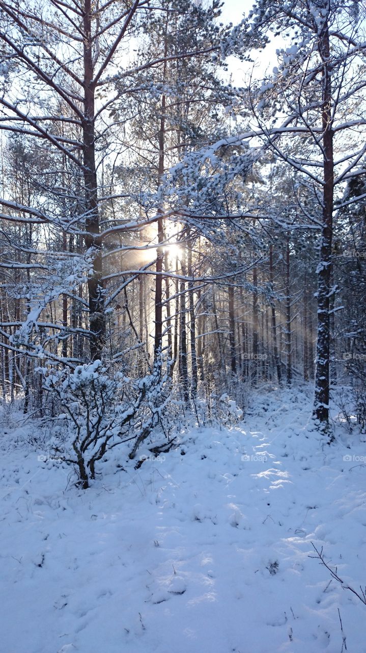 Sunrays through the trees