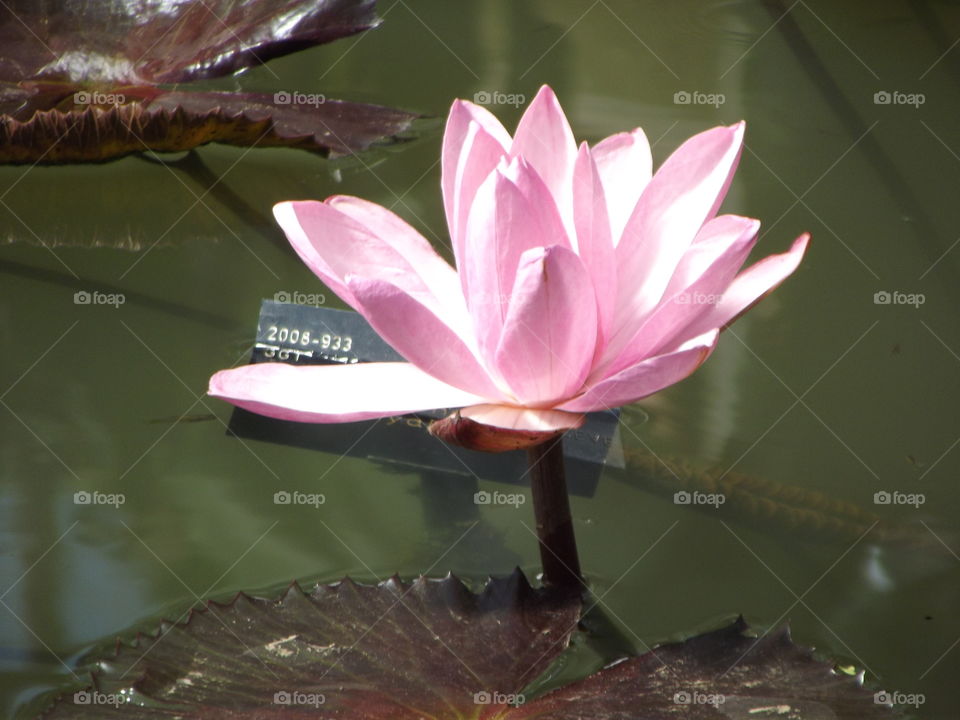 Pink Waterlily