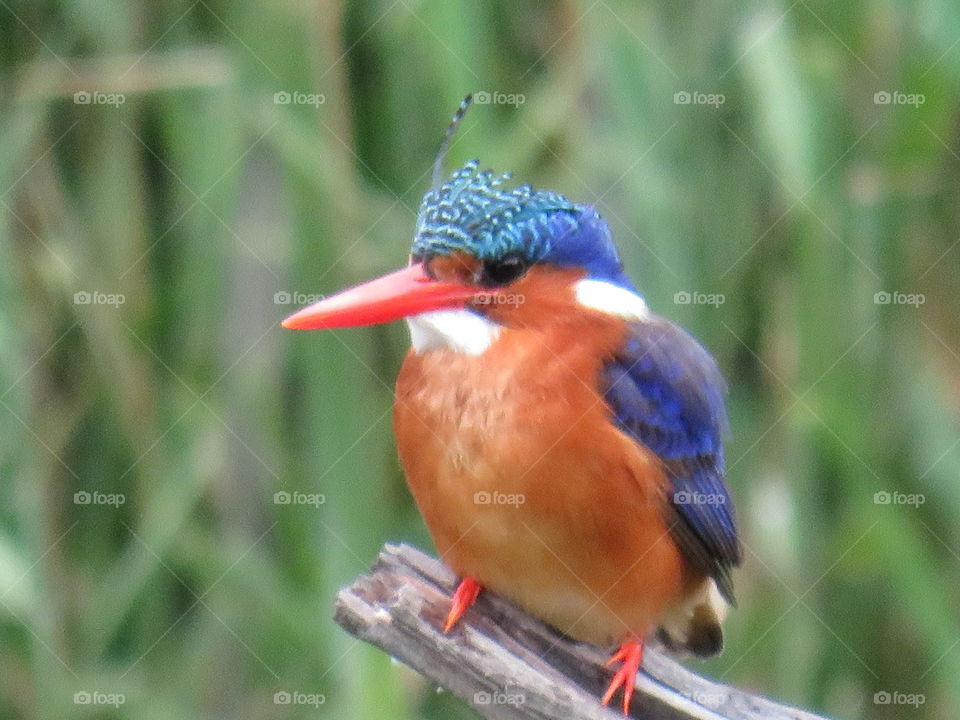 This is a malakite kingfisher taken at the panic lake hide in the Skukuza region of the Kruger national Park in South Africa