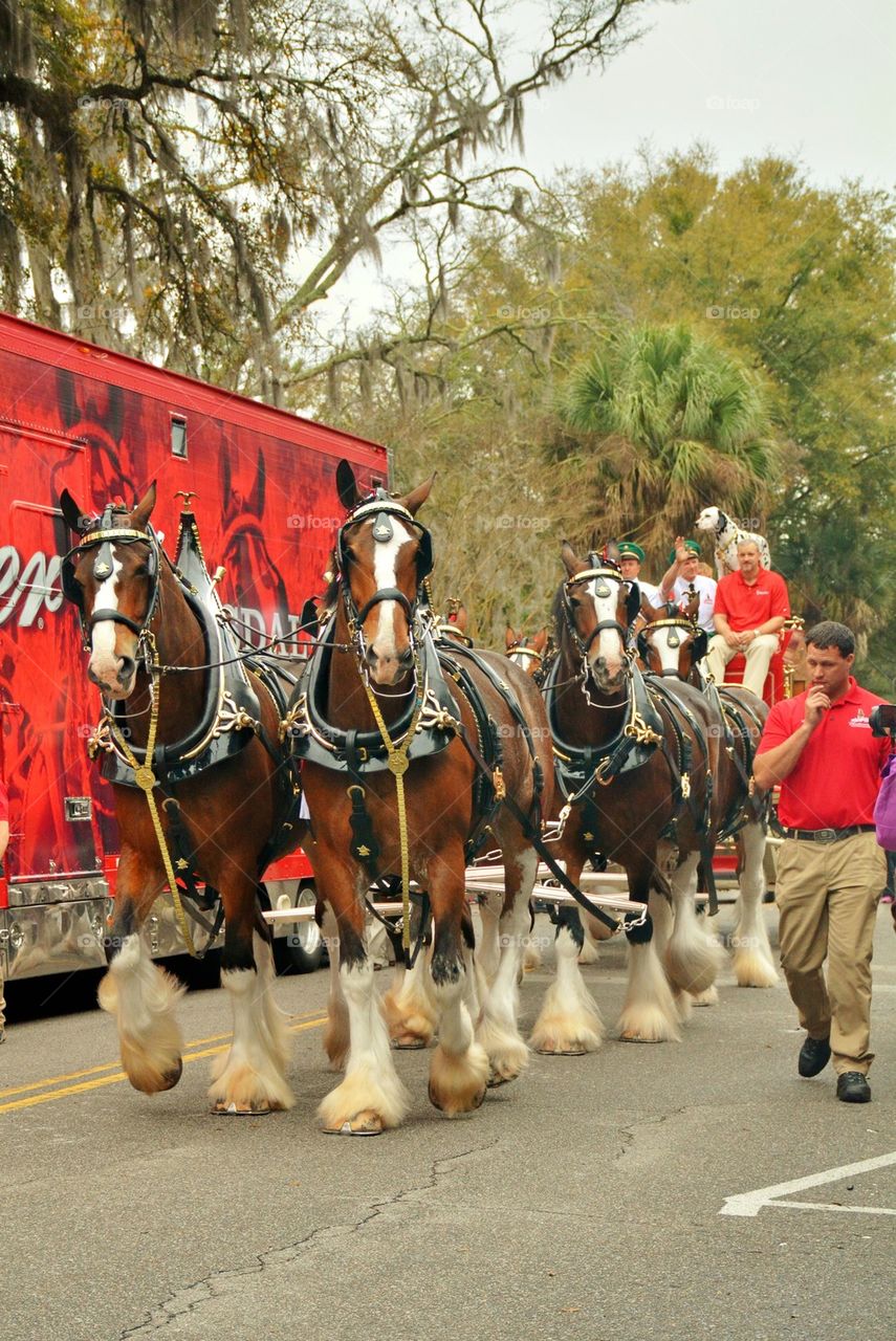 Budweiser Clydesdales