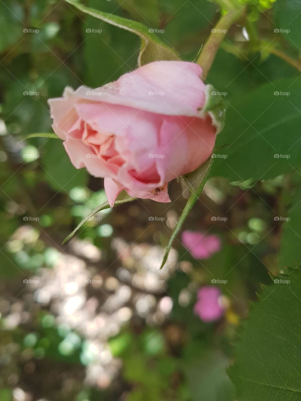 early young rose bud