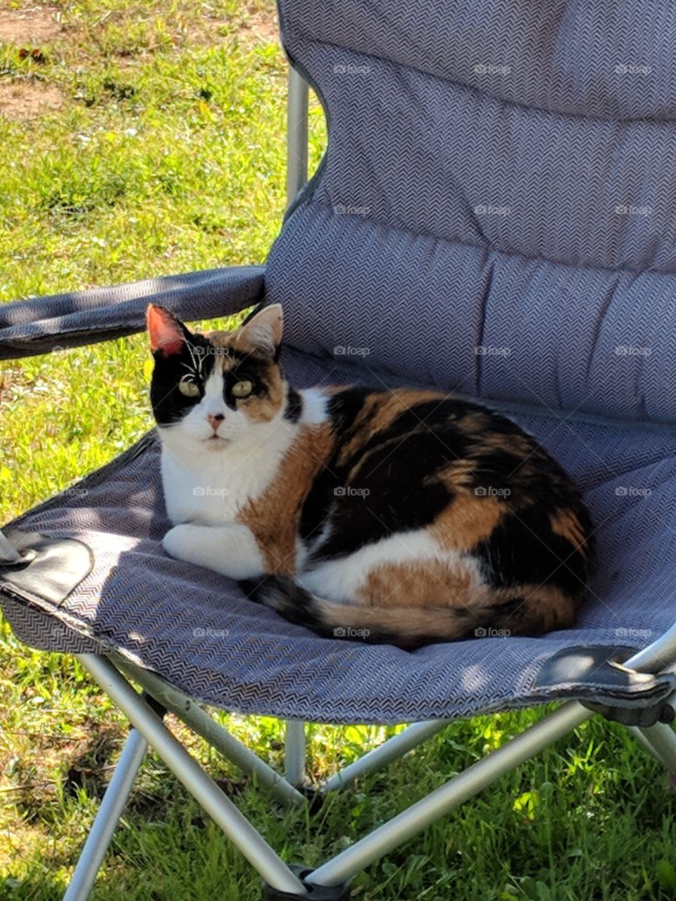 Calico cat chilling