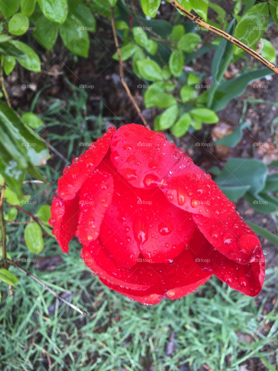 Red Tulip in a rain storm