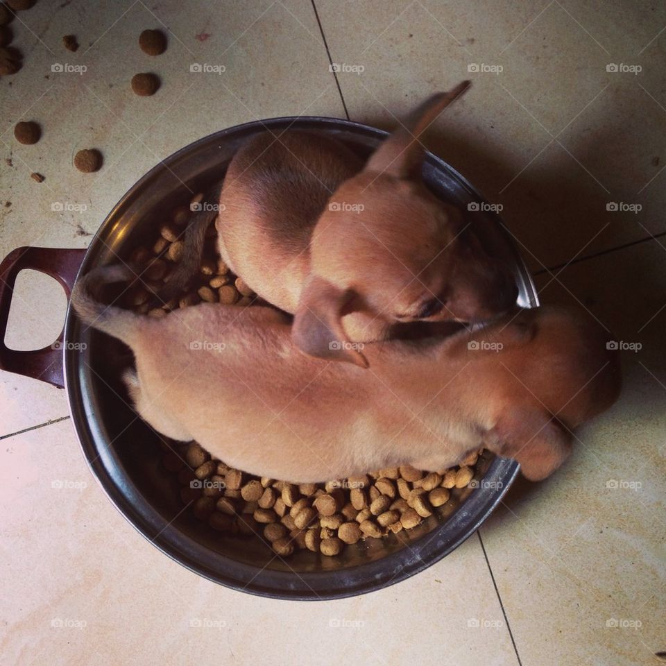 cute puppy first time eat.