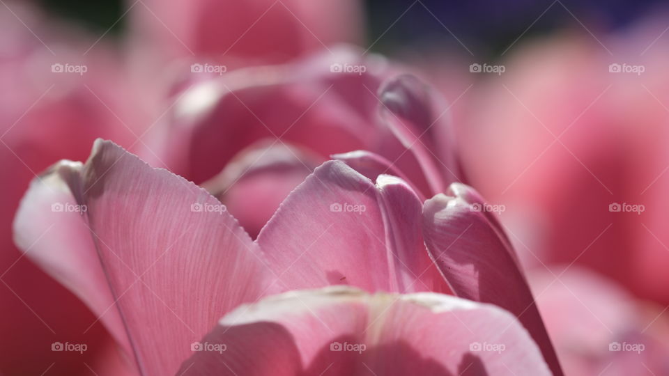 Pink tulip petals