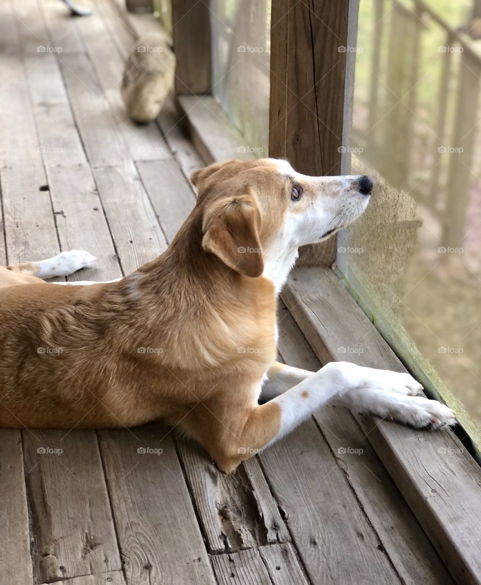 Dog lying on wooden porch looking up with paws crossed
