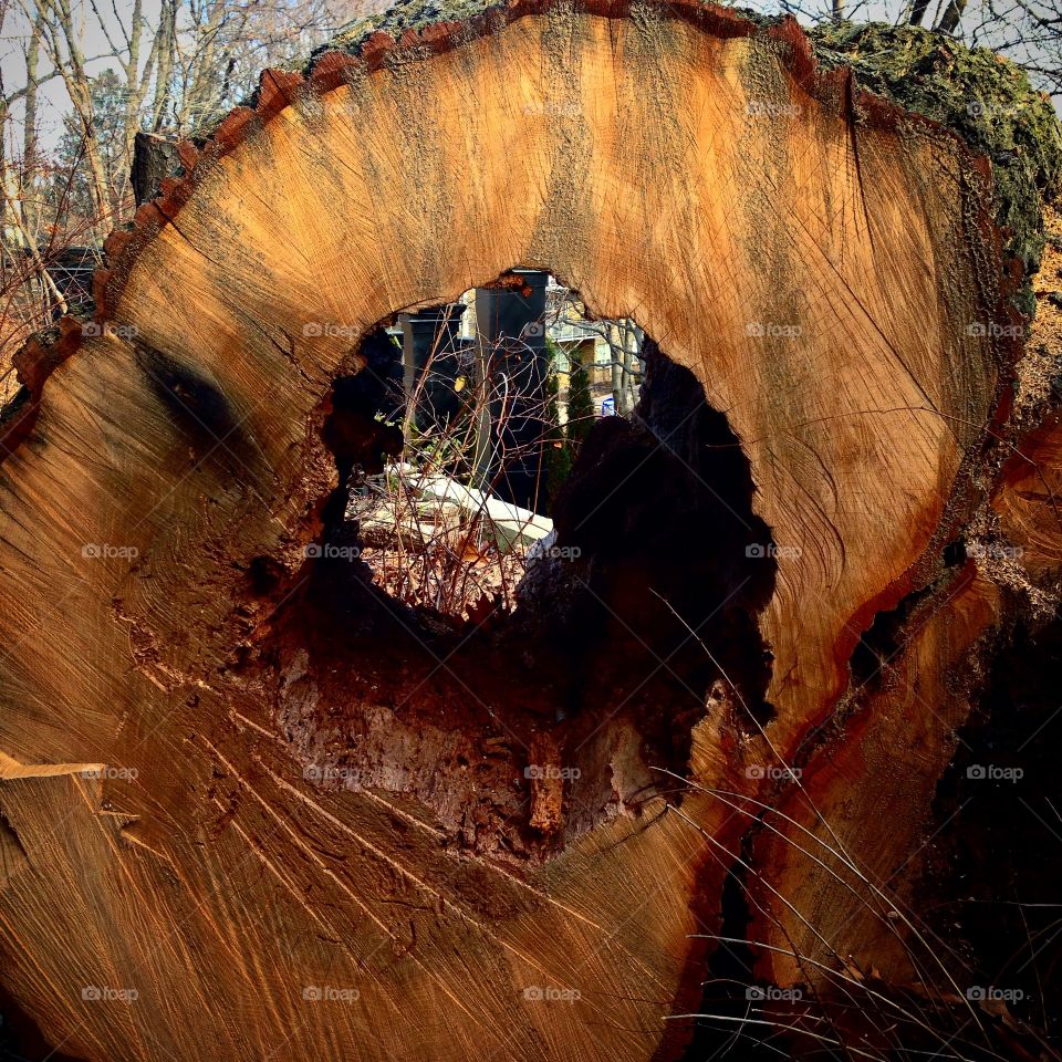 Cross Section of Tree