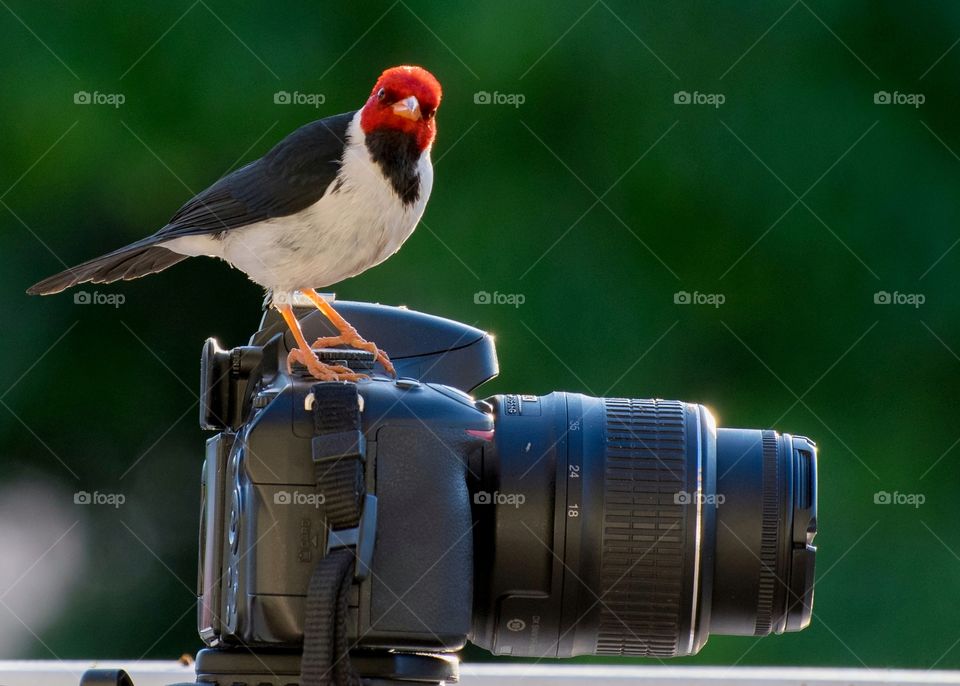 Bird and camera