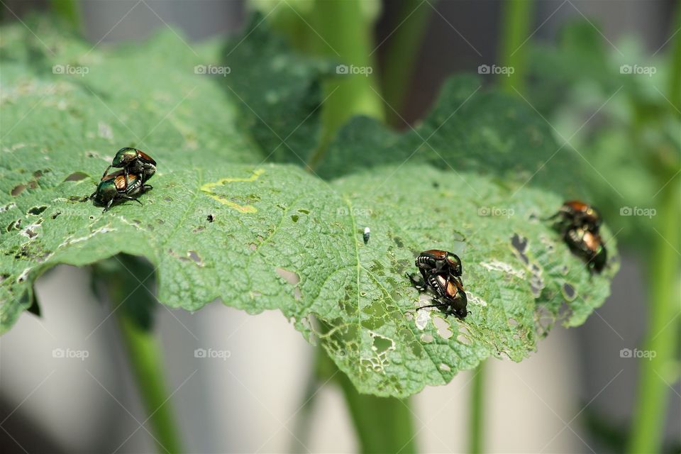 Beetle bunches