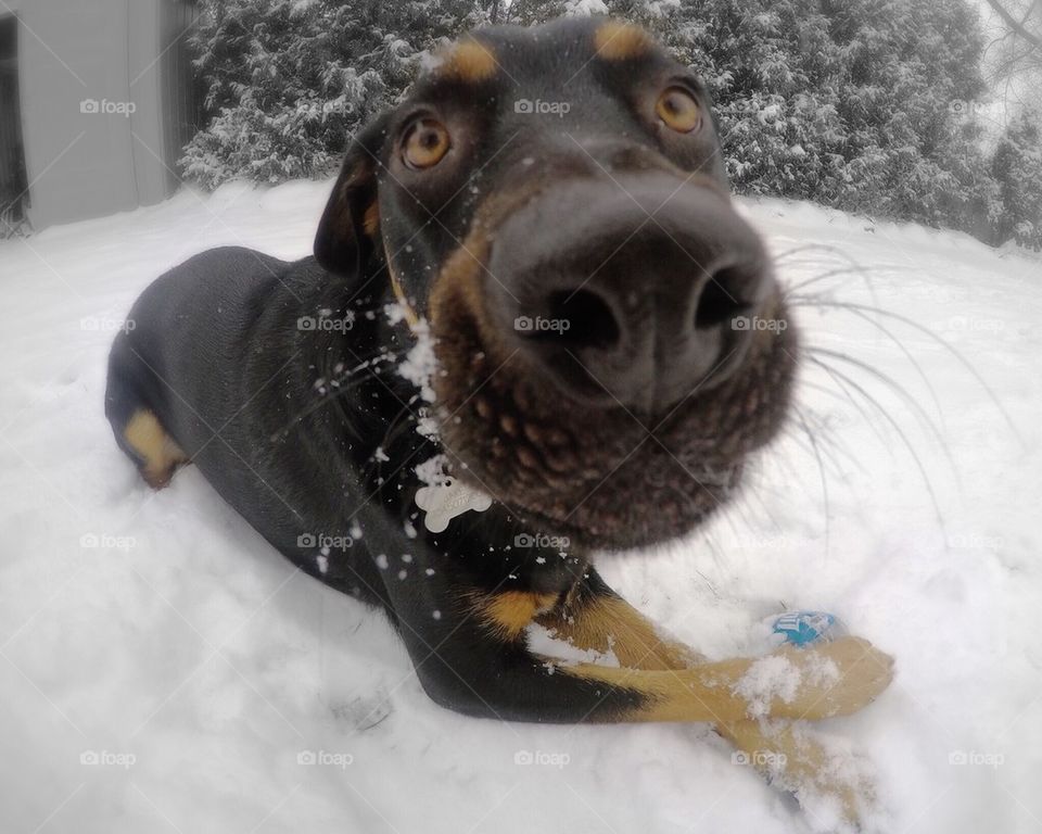 Portrait of dog in snow