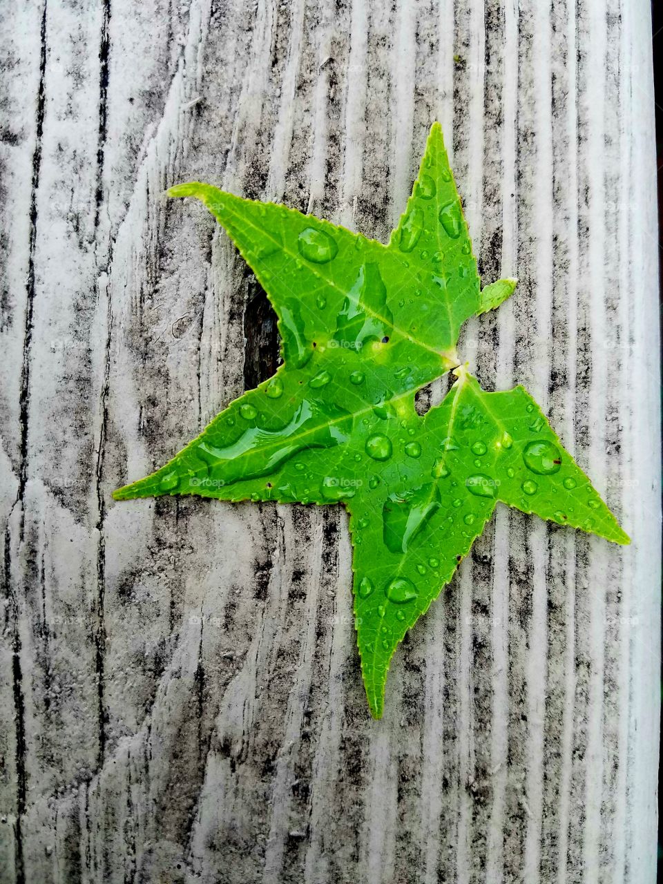 green leaf fallen on