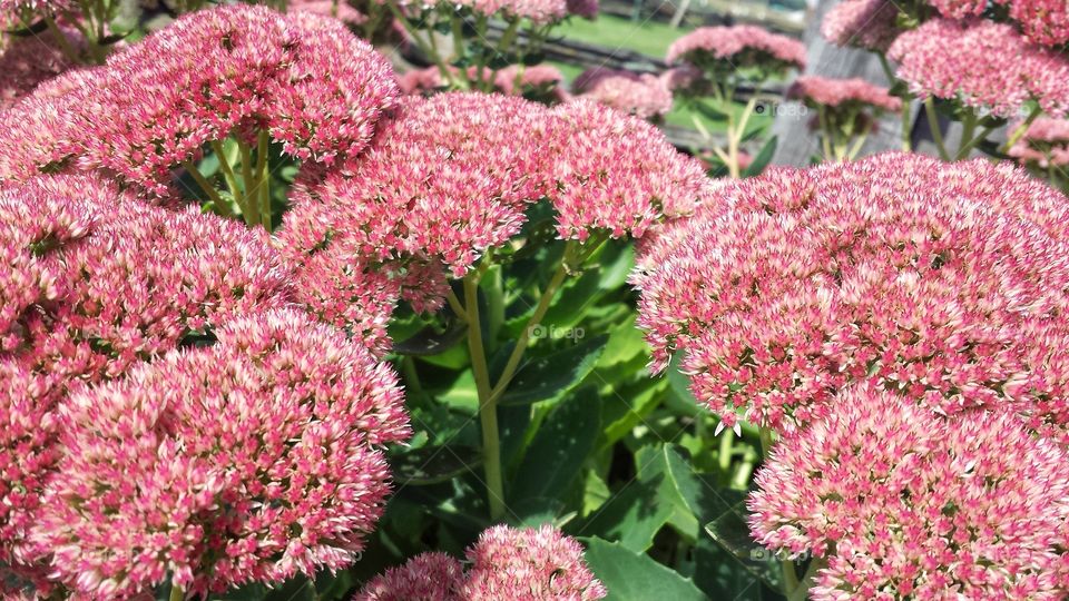 Close-up of flowers