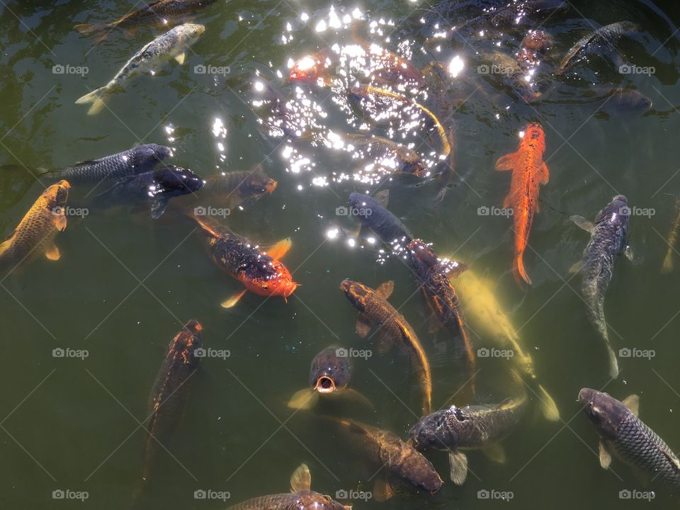 Koi