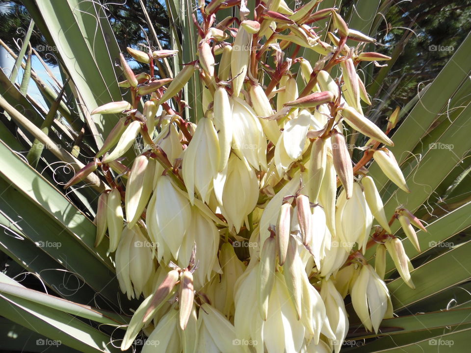 Yuca plant 🌿