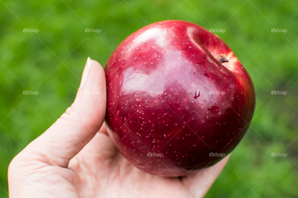 Closeup of woman holding a beautiful shiny red apple in hand conceptual wellness and self care healthy choices and diet photography
