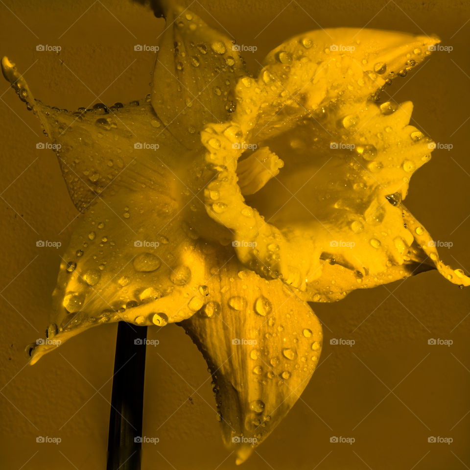 macro shot of a beautiful yellow daffodil on a rainy spring morning