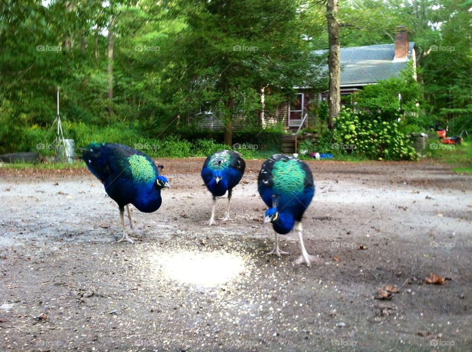 3 Peacocks having Dinner