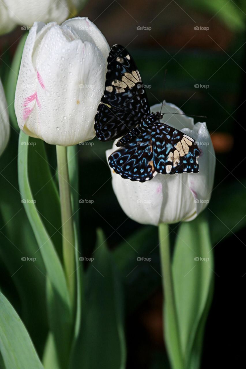 Blue and black spotted butterfly, outstretched, wings, on delicate, white spring tulip, in springtime. Concept, transformation, gardening, metamorphosis, environment and botany.