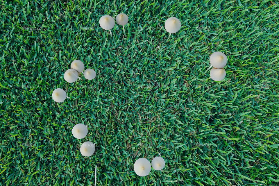 fairy ring