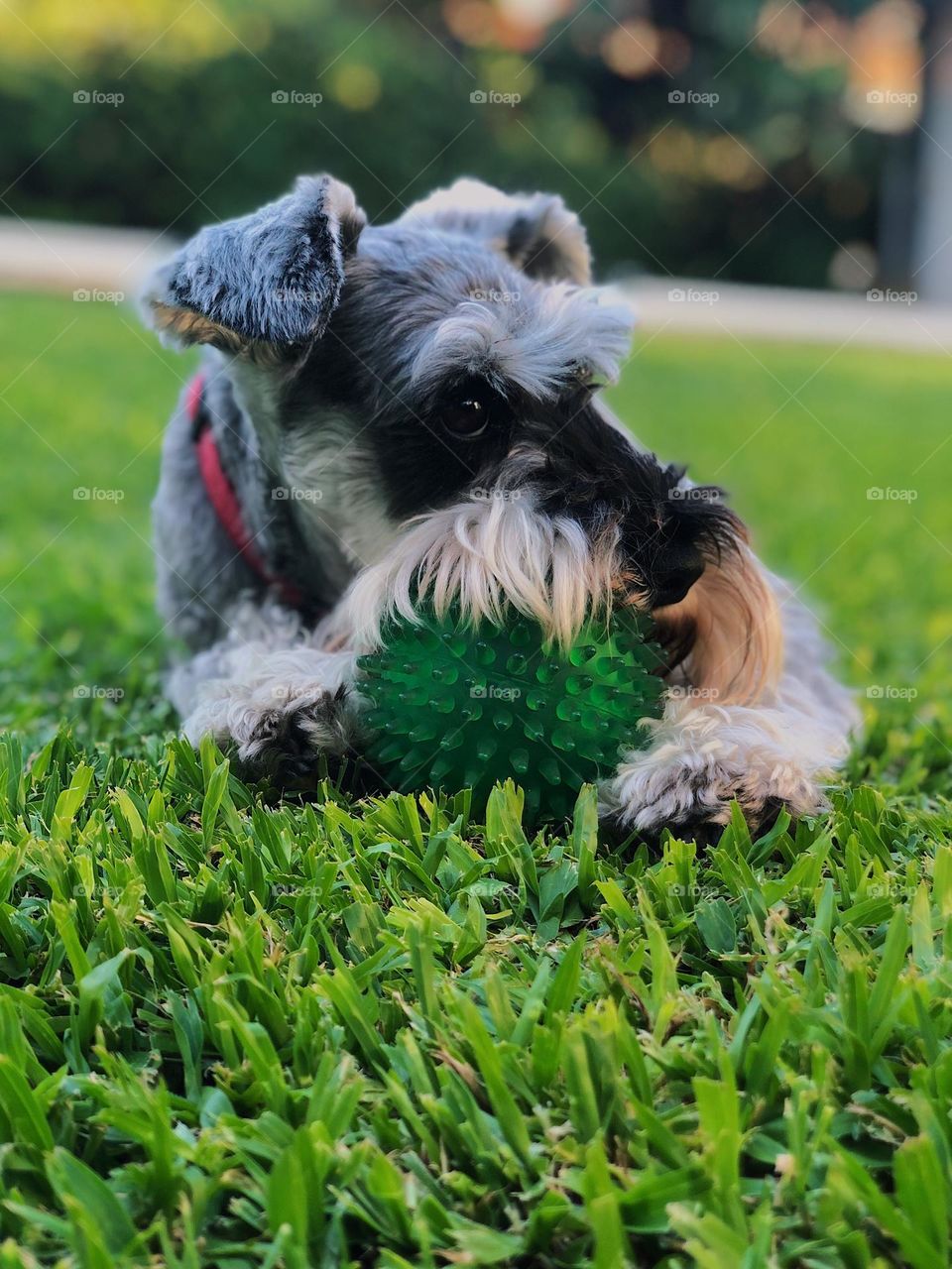 Close up of a dog 🐶