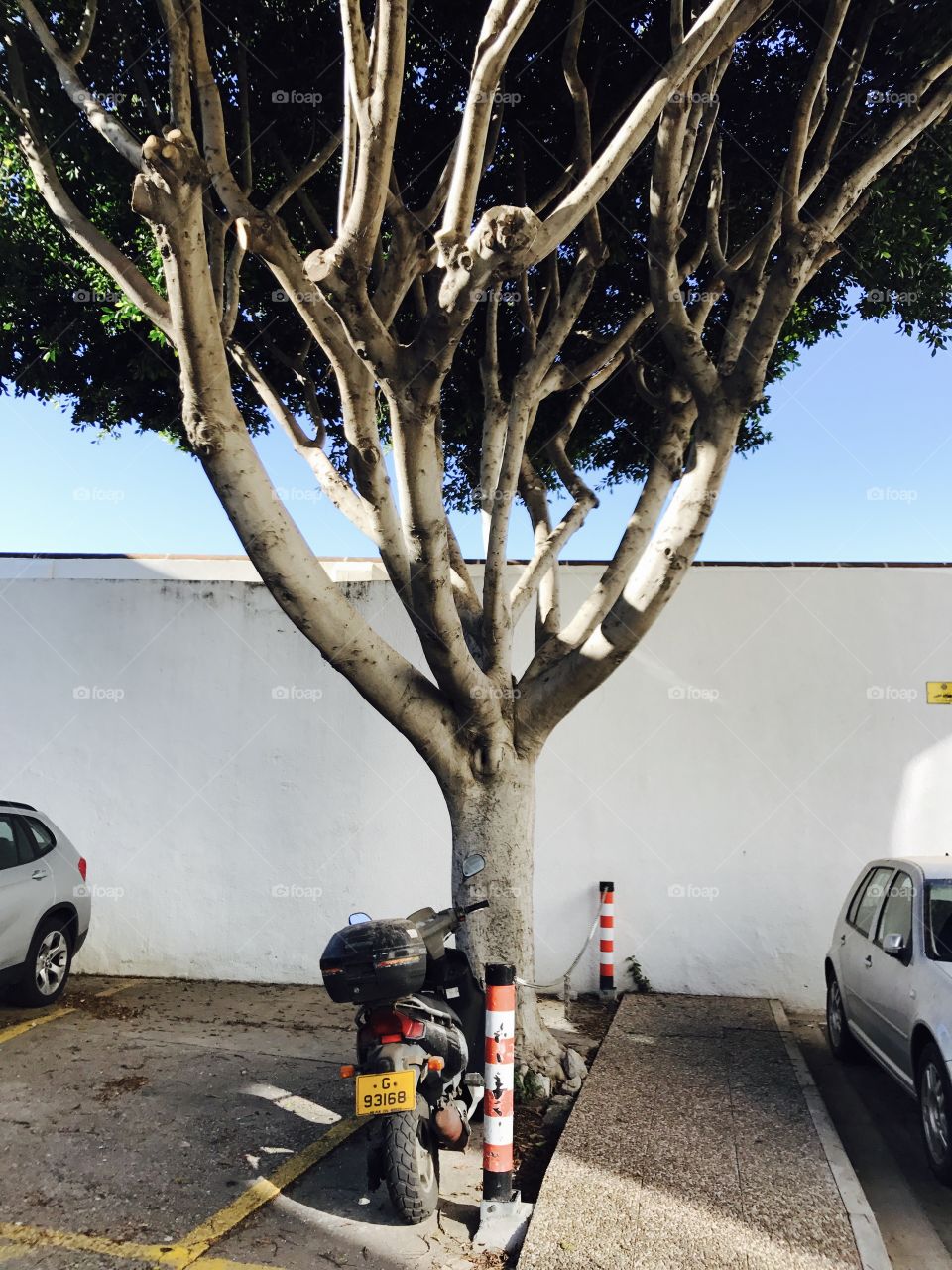 Tree-branches--leaves-green-bike