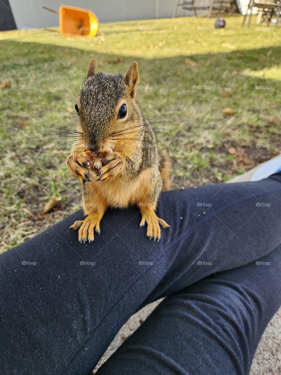 Squirrel Buddy