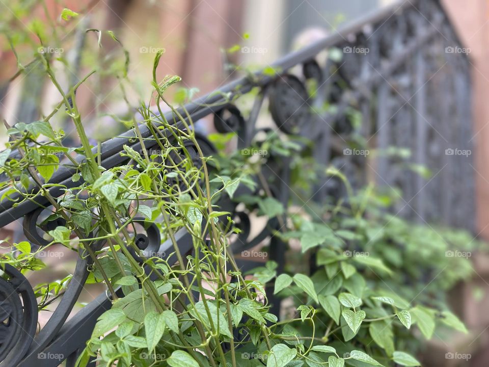 Creeping vine am clinging to an ornate railing