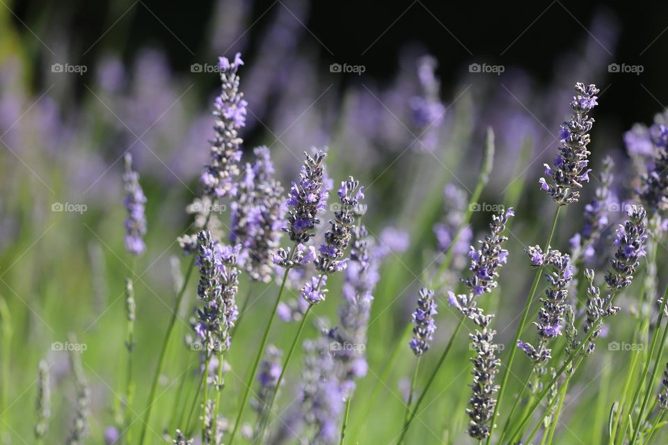 Lavender blooming in summertime 