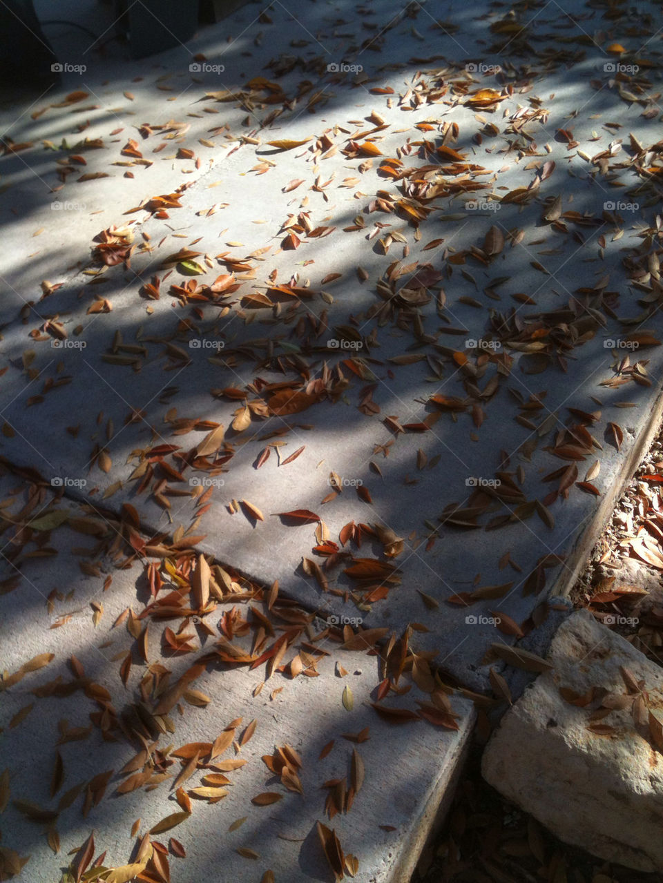 leaves shadows leaf fall by newsjeff