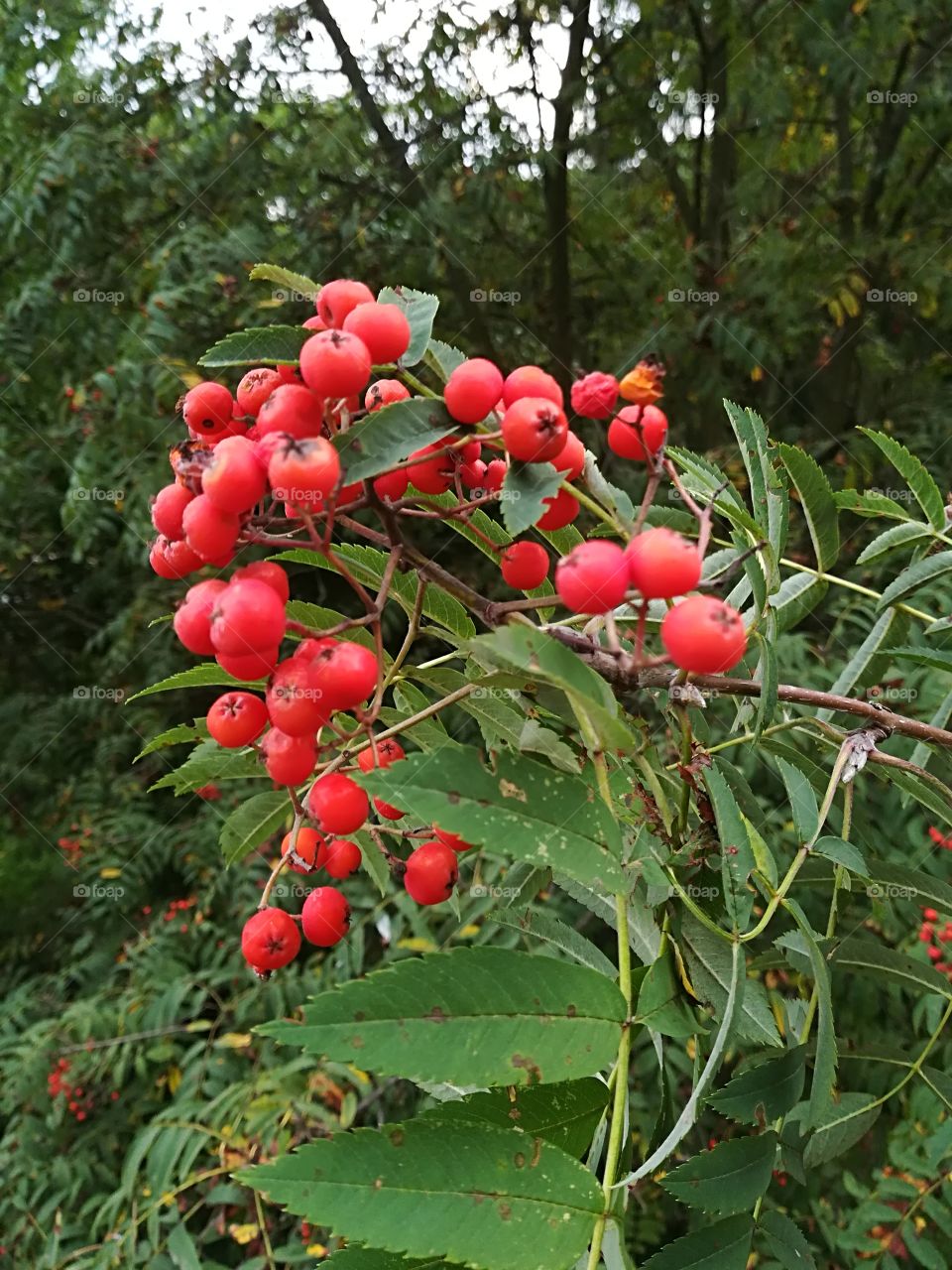 Rowanberry