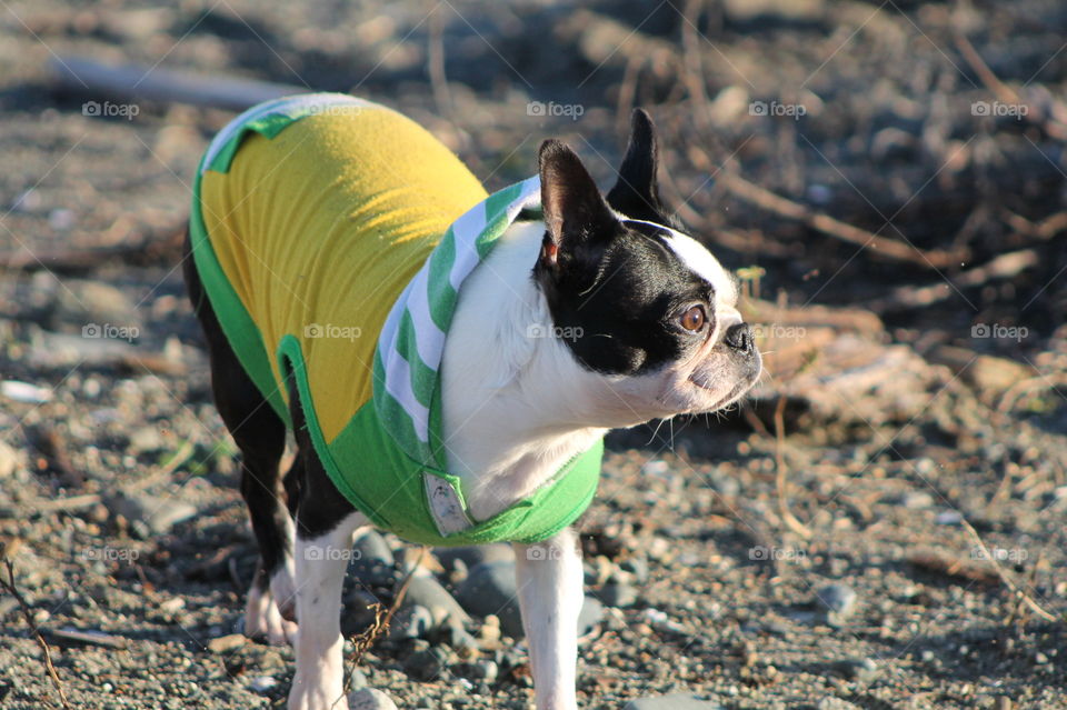 Another day at the beach with pups but this time some beautiful late afternoon winter sun warmed us while we took in the views. Love the sunlight shining on my Boston Terriers face making her brown eyes shine!