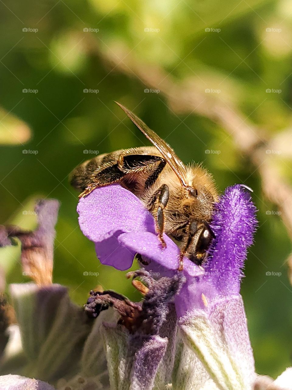 Pollinator bee