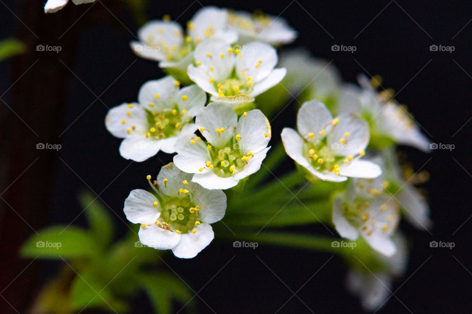 close-up of small, white flowers