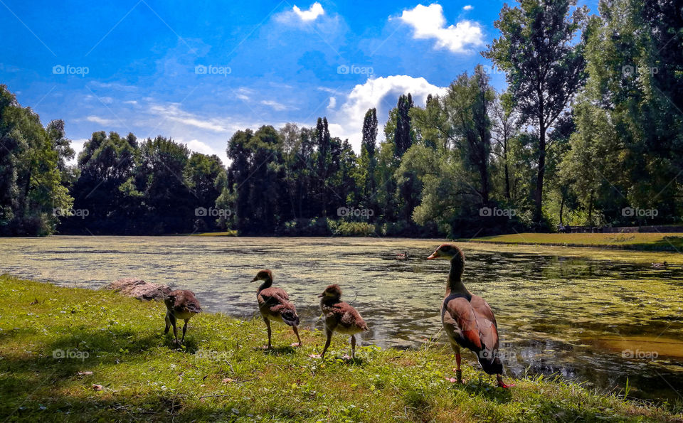 Family of ducks on nature