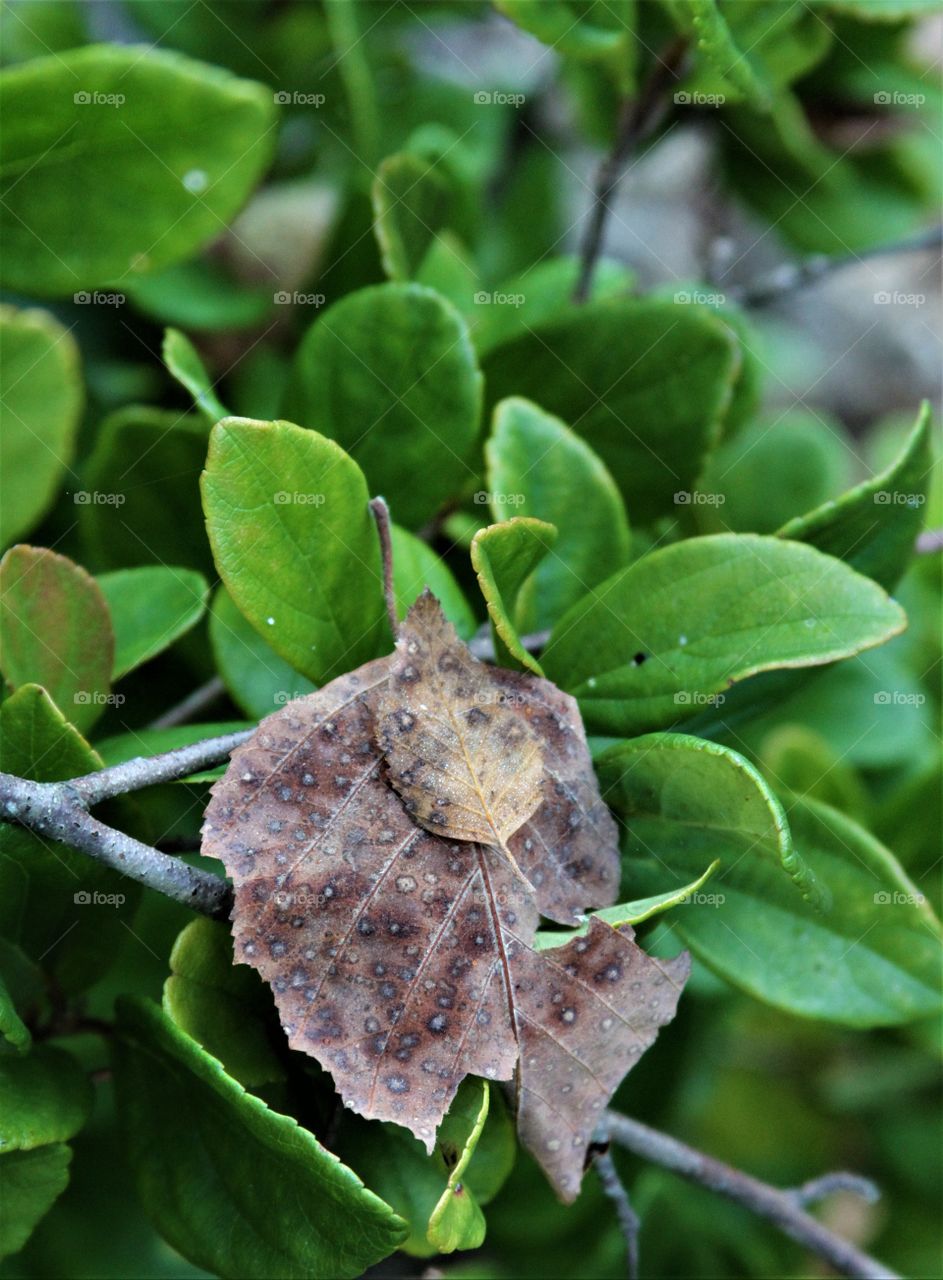 green leaves