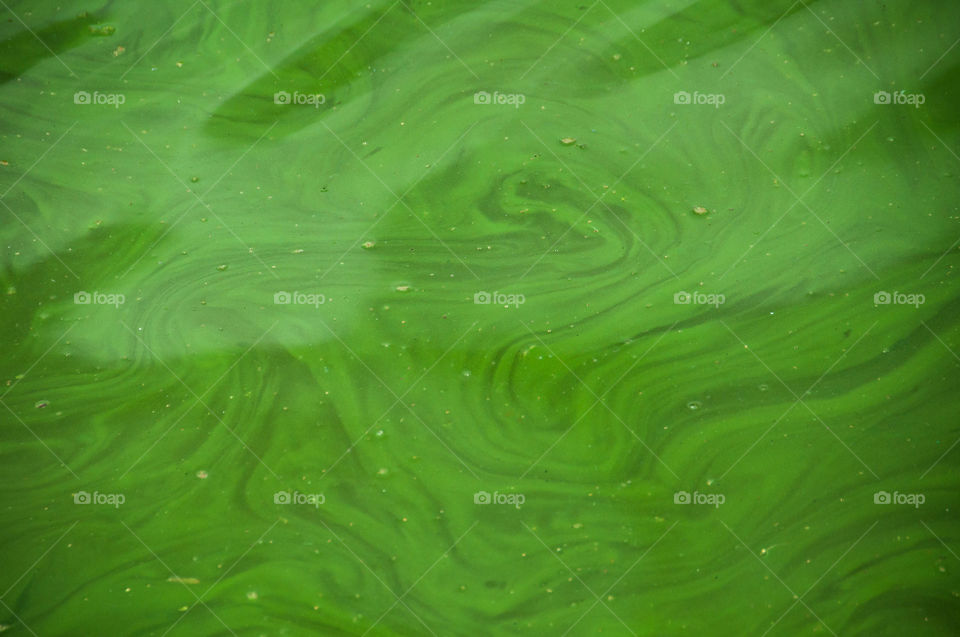 Close-up of bright green water in one of the water basins in bhaktapur, Nepal.