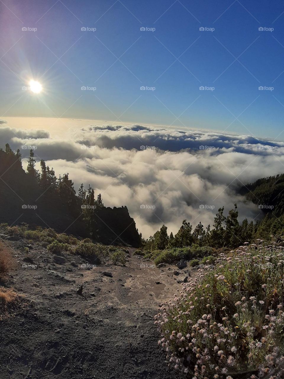 Forest and cloud 🩵