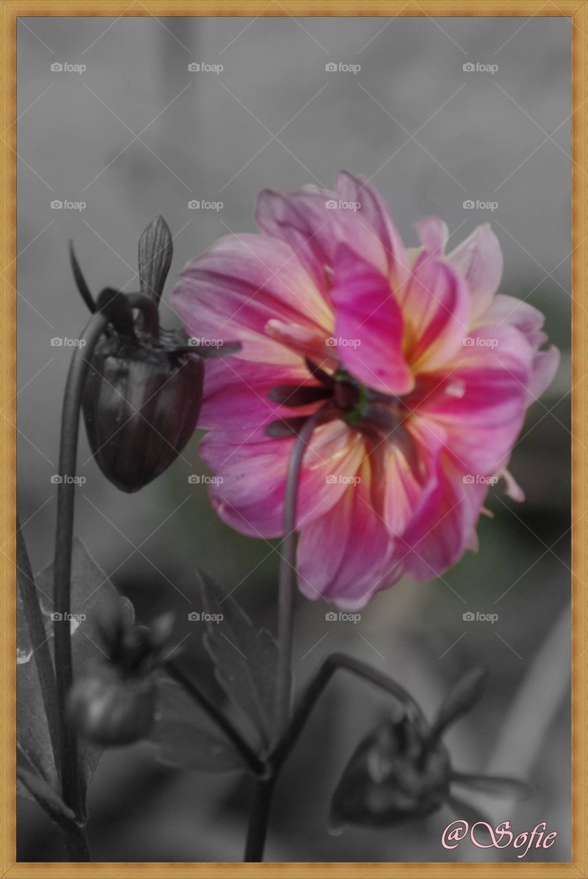 Flowers ~ Fleurs - 09