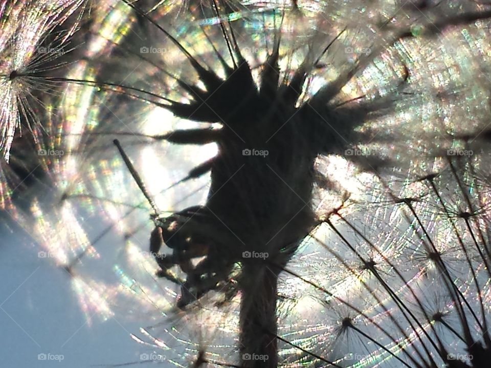 Wishes in the Morning