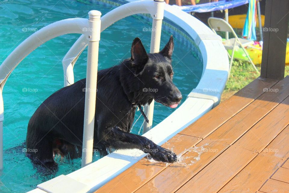 Arrow climbing out of the pool. 