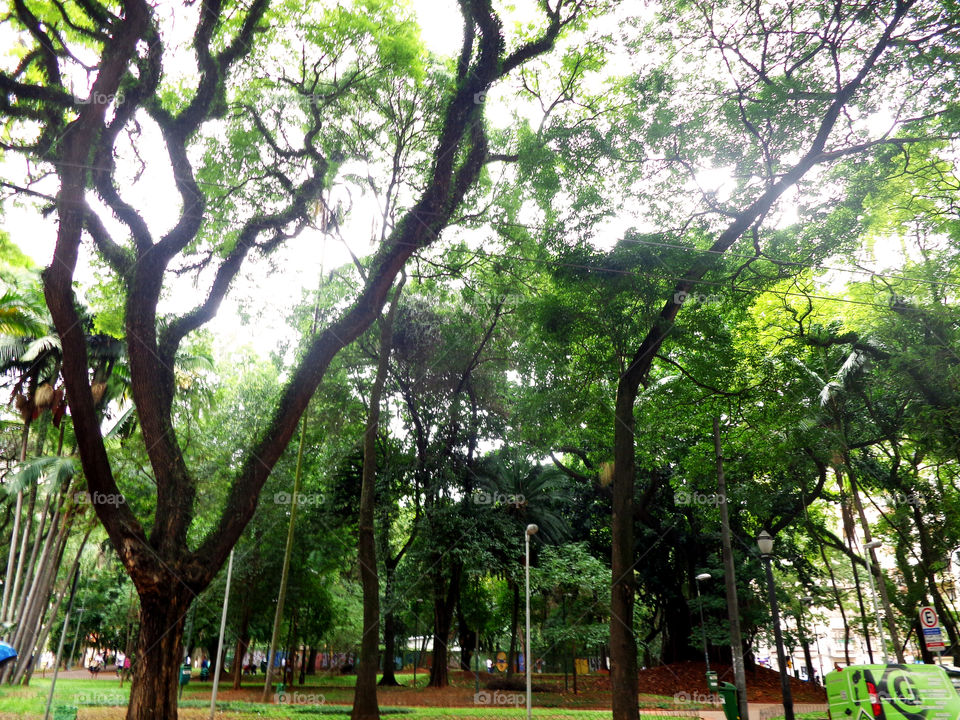 Trees (Praça da Sé/SP/BR)