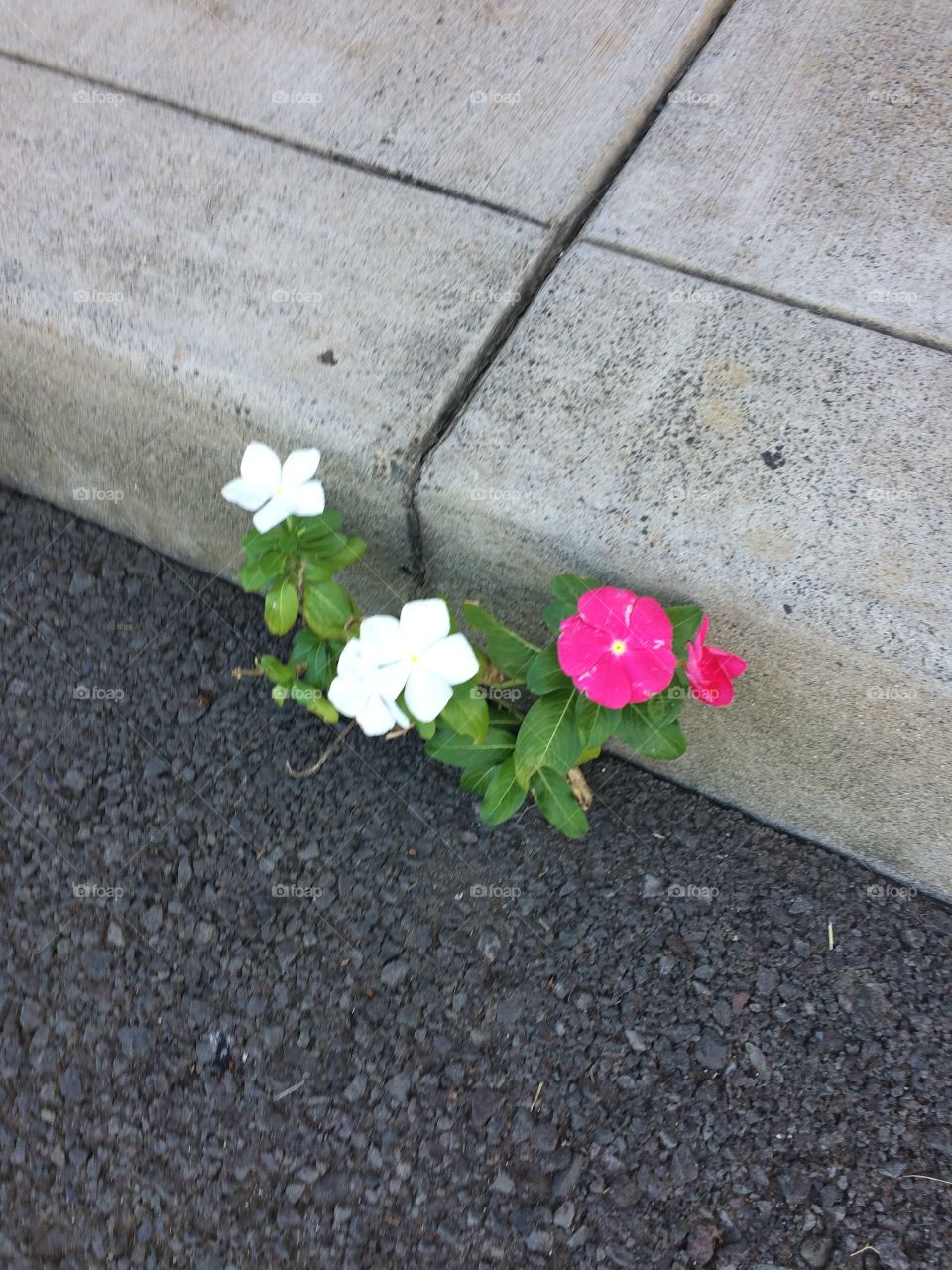 Flower, No Person, Garden, Flora, Nature