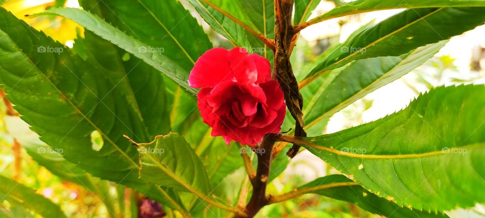 Ad it is resembling a Rose it is called as Rose balsam.